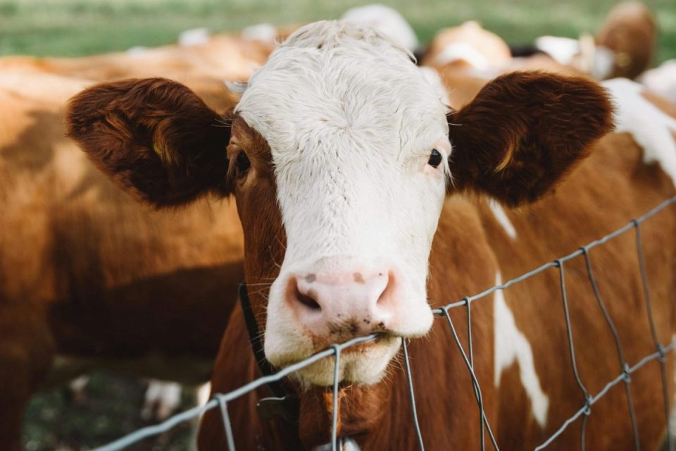 vaca